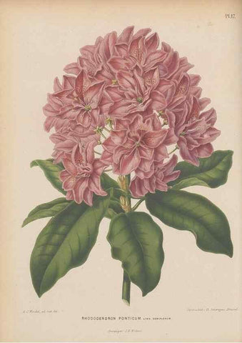 Reproducción/Reproduction 49798410637: Flora :. Groningen :J.B. Wolters,[1868]. 
