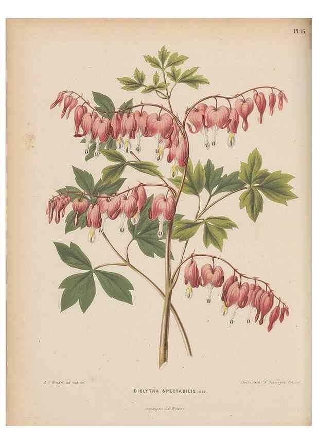 Reproducción/Reproduction 49798102131: Flora :. Groningen :J.B. Wolters,[1868]. 