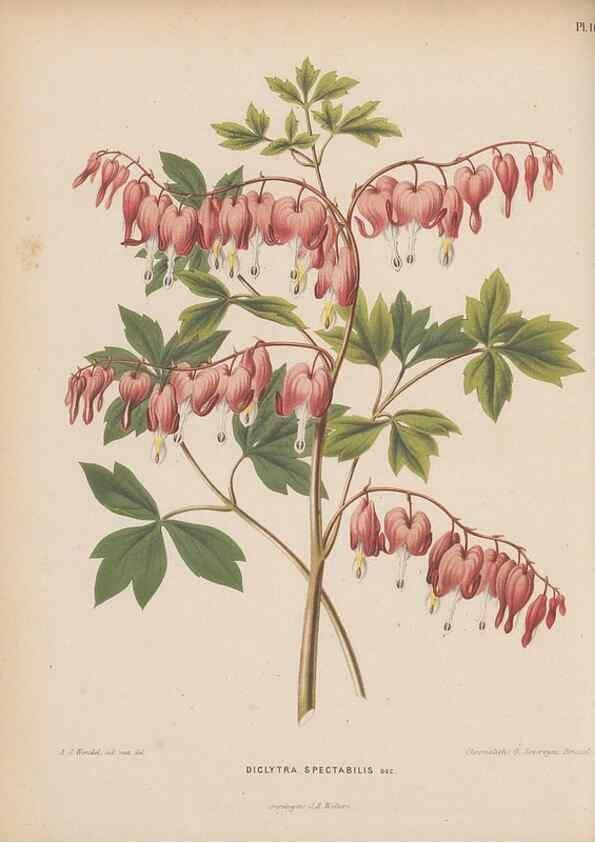 Reproducción/Reproduction 49798102131: Flora :. Groningen :J.B. Wolters,[1868]. 