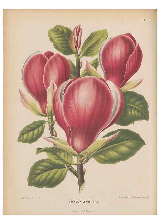 Reproducción/Reproduction 49798101876: Flora :. Groningen :J.B. Wolters,[1868]. 
