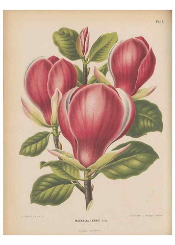 Reproducción/Reproduction 49798101876: Flora :. Groningen :J.B. Wolters,[1868]. 