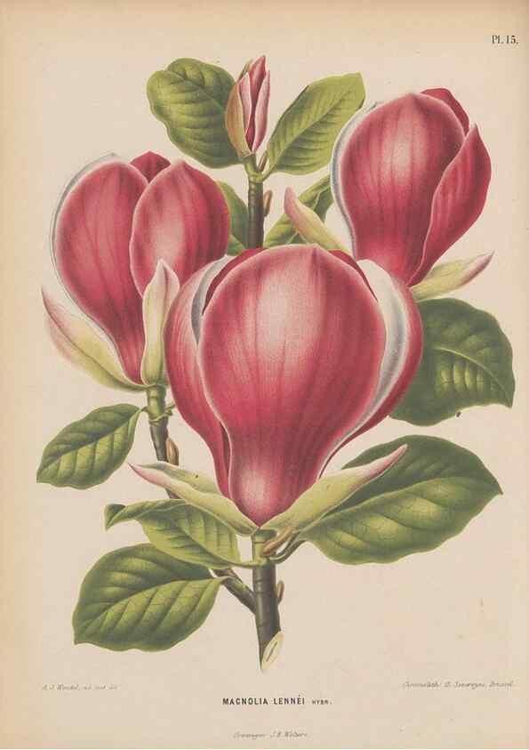 Reproducción/Reproduction 49798101876: Flora :. Groningen :J.B. Wolters,[1868]. 