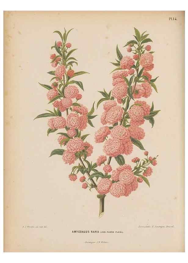 Reproducción/Reproduction 49798101671: Flora :. Groningen :J.B. Wolters,[1868]. 