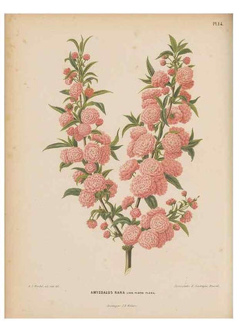 Reproducción/Reproduction 49798101671: Flora :. Groningen :J.B. Wolters,[1868]. 