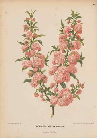 Reproducción/Reproduction 49798101671: Flora :. Groningen :J.B. Wolters,[1868]. 