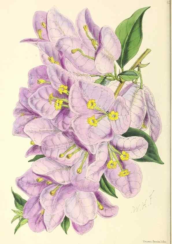 Reproducción/Reproduction 49797570956: The floral magazine;. London,L. Reeve & Co.. 