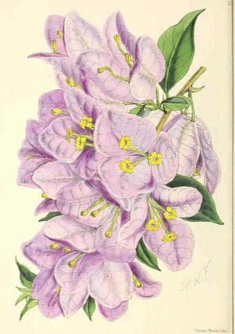 Reproducción/Reproduction 49797570956: The floral magazine;. London,L. Reeve & Co.. 