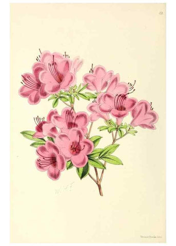 Reproducción/Reproduction 49797571216: The floral magazine;. London,L. Reeve & Co.. 
