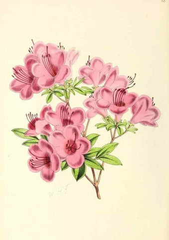Reproducción/Reproduction 49797571216: The floral magazine;. London,L. Reeve & Co.. 