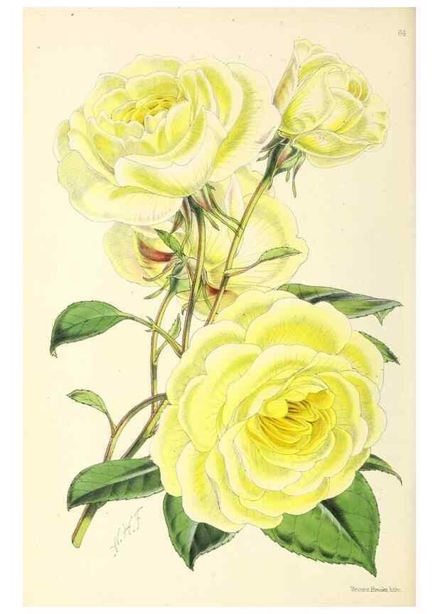 Reproducción/Reproduction 49797881662: The floral magazine;. London,L. Reeve & Co.. 