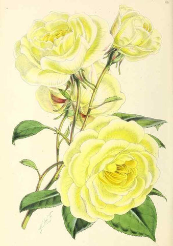 Reproducción/Reproduction 49797881662: The floral magazine;. London,L. Reeve & Co.. 