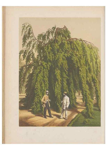 Reproducción/Reproduction 49797548538: Flora :. Groningen :J.B. Wolters,[1868]. 