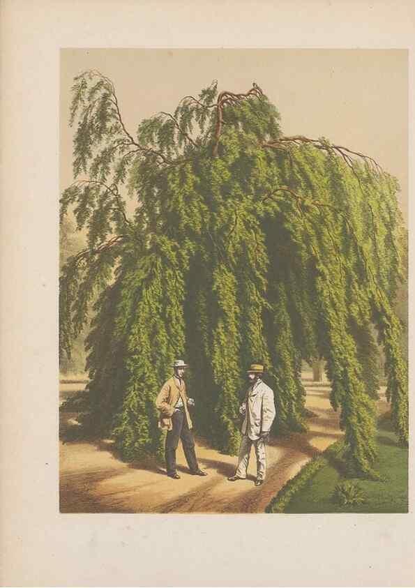 Reproducción/Reproduction 49797548538: Flora :. Groningen :J.B. Wolters,[1868]. 