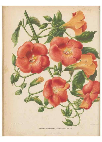 Reproducción/Reproduction 49797548828: Flora :. Groningen :J.B. Wolters,[1868]. 