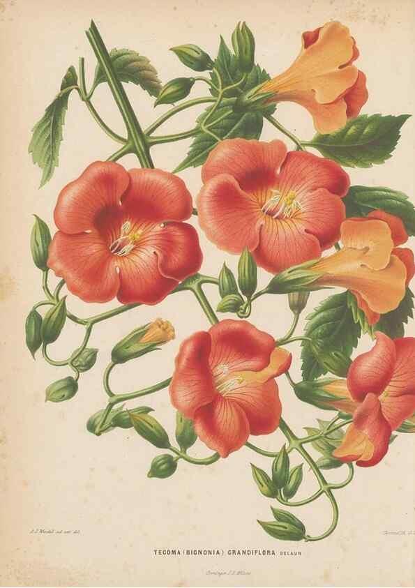 Reproducción/Reproduction 49797548828: Flora :. Groningen :J.B. Wolters,[1868]. 