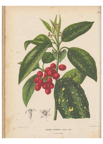 Reproducción/Reproduction 49797549078: Flora :. Groningen :J.B. Wolters,[1868]. 