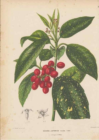 Reproducción/Reproduction 49797549078: Flora :. Groningen :J.B. Wolters,[1868]. 