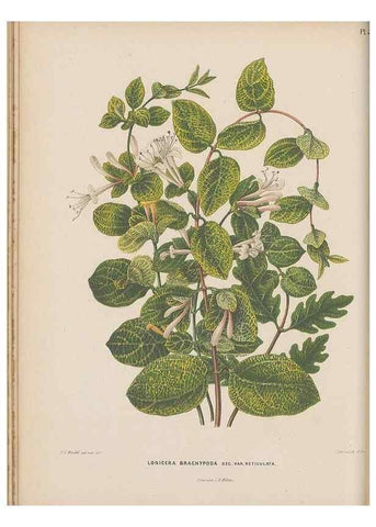 Reproducción/Reproduction 49798407067: Flora :. Groningen :J.B. Wolters,[1868]. 