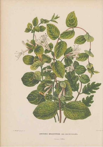 Reproducción/Reproduction 49798407067: Flora :. Groningen :J.B. Wolters,[1868]. 