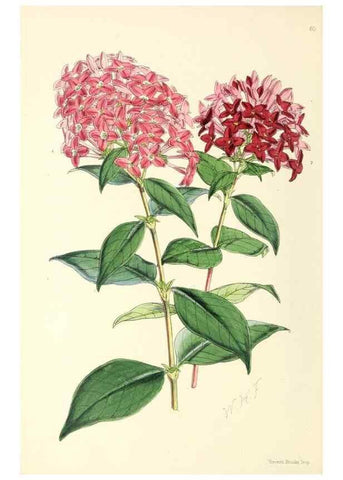 Reproducción/Reproduction 49797570391: The floral magazine;. London,L. Reeve & Co.. 