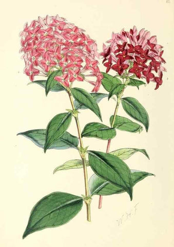 Reproducción/Reproduction 49797570391: The floral magazine;. London,L. Reeve & Co.. 