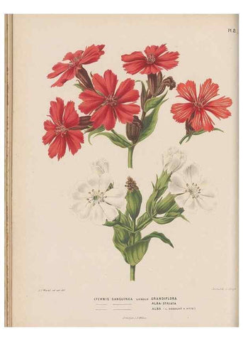 Reproducción/Reproduction 49798407402: Flora :. Groningen :J.B. Wolters,[1868]. 