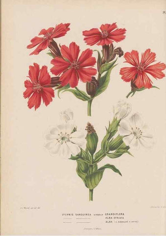 Reproducción/Reproduction 49798407402: Flora :. Groningen :J.B. Wolters,[1868]. 