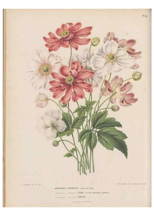 Reproducción/Reproduction 49798408002: Flora :. Groningen :J.B. Wolters,[1868]. 