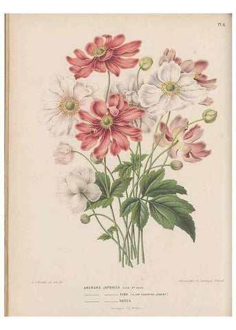 Reproducción/Reproduction 49798408002: Flora :. Groningen :J.B. Wolters,[1868]. 