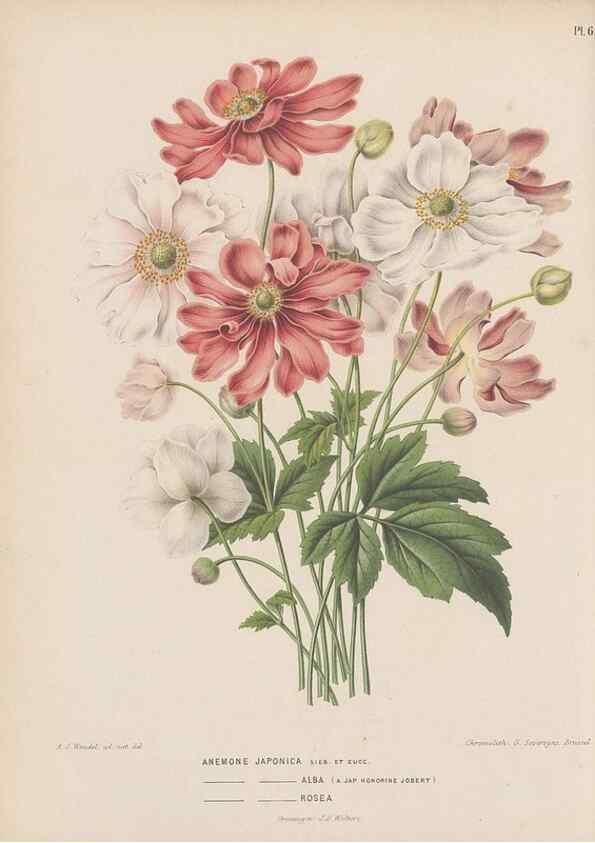 Reproducción/Reproduction 49798408002: Flora :. Groningen :J.B. Wolters,[1868]. 