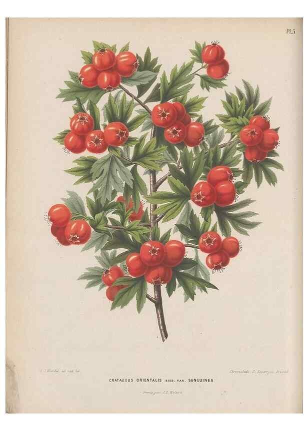Reproducción/Reproduction 49797550313: Flora :. Groningen :J.B. Wolters,[1868]. 