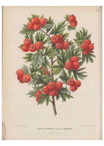 Reproducción/Reproduction 49797550313: Flora :. Groningen :J.B. Wolters,[1868]. 