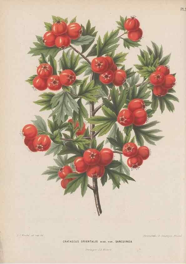 Reproducción/Reproduction 49797550313: Flora :. Groningen :J.B. Wolters,[1868]. 