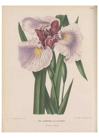 Reproducción/Reproduction 49798100276: Flora :. Groningen :J.B. Wolters,[1868]. 