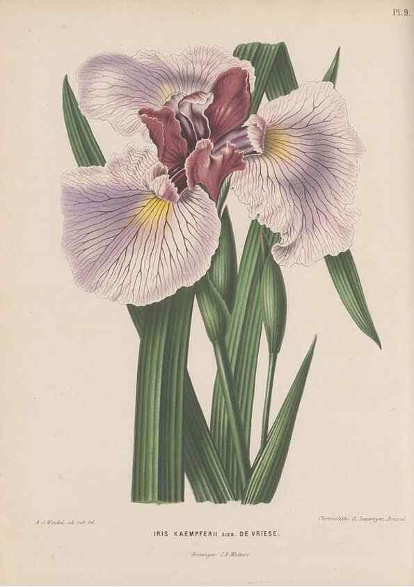 Reproducción/Reproduction 49798100276: Flora :. Groningen :J.B. Wolters,[1868]. 