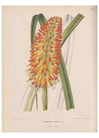 Reproducción/Reproduction 49797550913: Flora :. Groningen :J.B. Wolters,[1868]. 