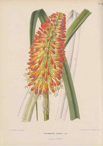 Reproducción/Reproduction 49797550913: Flora :. Groningen :J.B. Wolters,[1868]. 