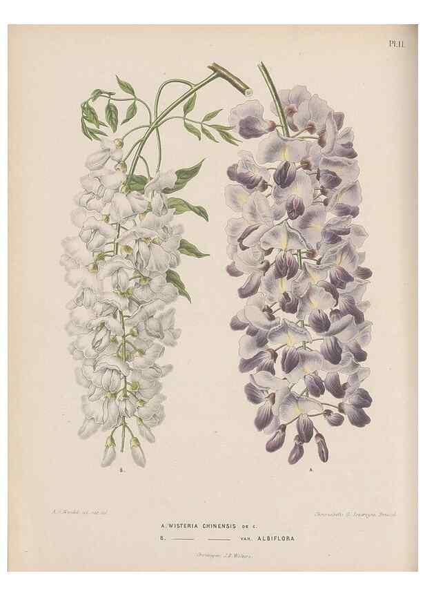 Reproducción/Reproduction 49797551123: Flora :. Groningen :J.B. Wolters,[1868]. 