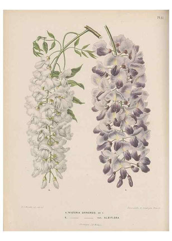 Reproducción/Reproduction 49797551123: Flora :. Groningen :J.B. Wolters,[1868]. 