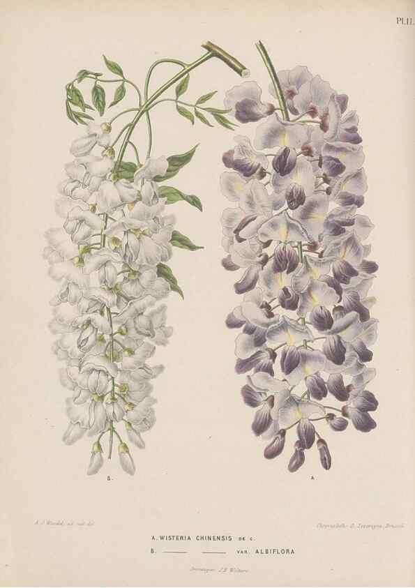 Reproducción/Reproduction 49797551123: Flora :. Groningen :J.B. Wolters,[1868]. 