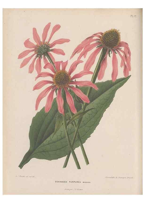 Reproducción/Reproduction 49798101101: Flora :. Groningen :J.B. Wolters,[1868]. 