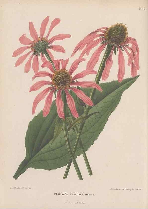 Reproducción/Reproduction 49798101101: Flora :. Groningen :J.B. Wolters,[1868]. 