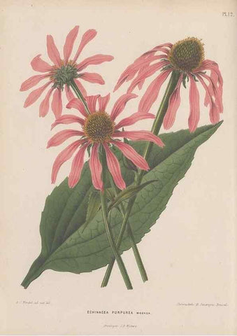 Reproducción/Reproduction 49798101101: Flora :. Groningen :J.B. Wolters,[1868]. 