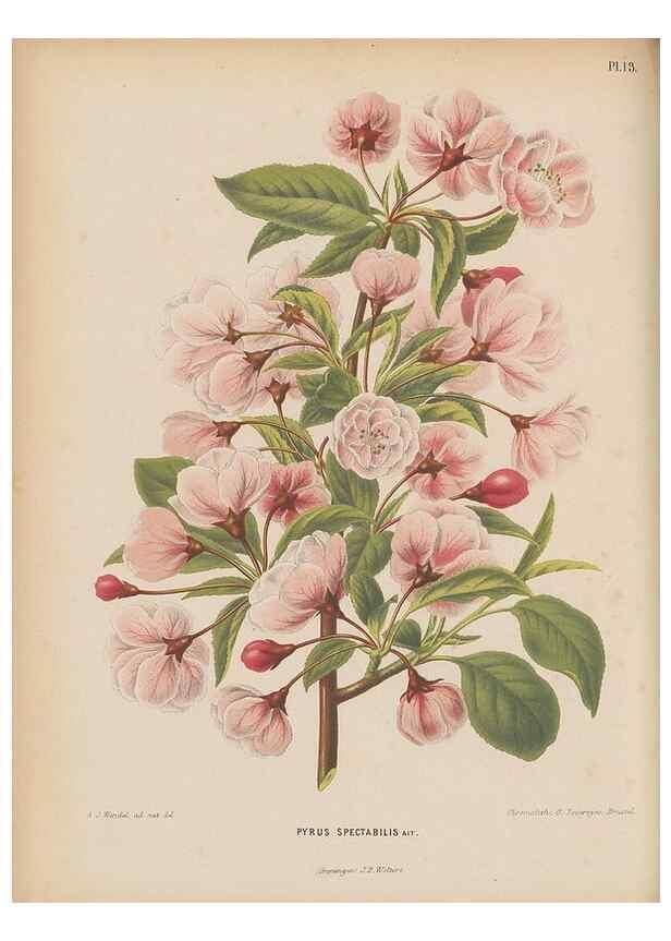 Reproducción/Reproduction 49797551778: Flora :. Groningen :J.B. Wolters,[1868]. 