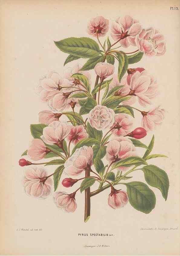 Reproducción/Reproduction 49797551778: Flora :. Groningen :J.B. Wolters,[1868]. 