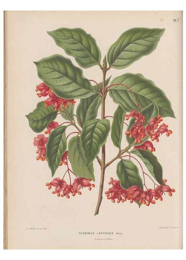 Reproducción/Reproduction 49798099426: Flora :. Groningen :J.B. Wolters,[1868]. 