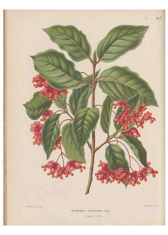 Reproducción/Reproduction 49798099426: Flora :. Groningen :J.B. Wolters,[1868]. 
