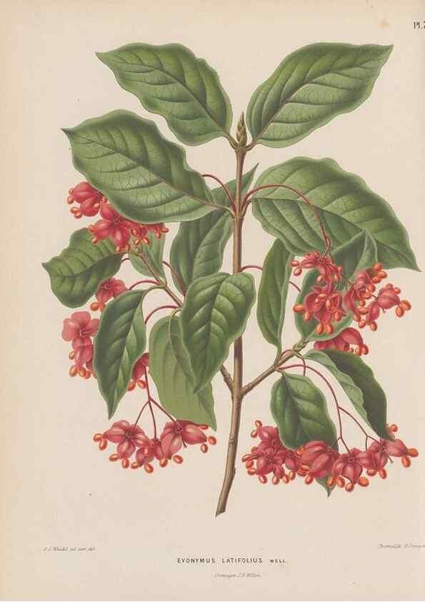 Reproducción/Reproduction 49798099426: Flora :. Groningen :J.B. Wolters,[1868]. 