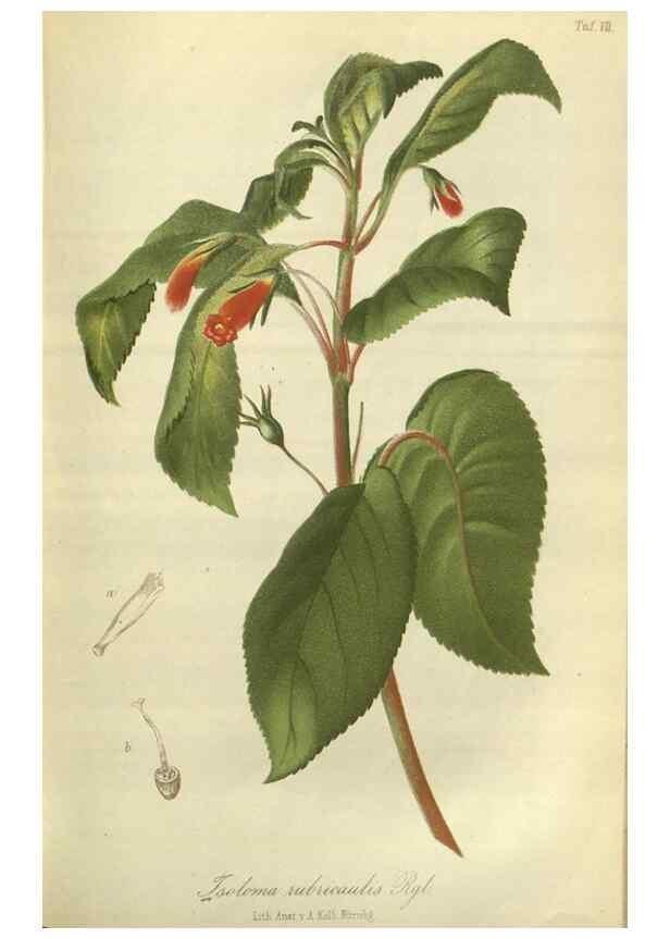 Reproducción/Reproduction 49802838526: Gartenflora.. Erlangen :F. Enke,1852-1940.. 