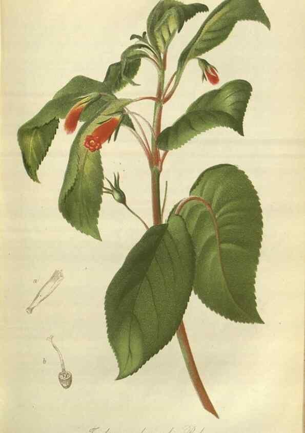 Reproducción/Reproduction 49802838526: Gartenflora.. Erlangen :F. Enke,1852-1940.. 